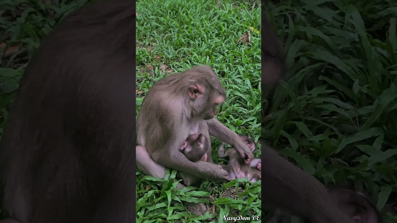 19-06-24 lovely abandoned monkey  