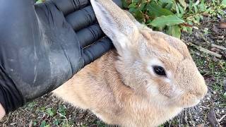 YouTube needs to develop a feature that lets us touch soft bunny ears through the screen, right now! screenshot 4