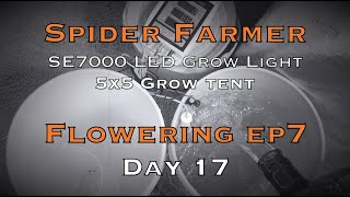 Day 17 Flower Best LED Lights, What Would I Change? Defoliation, Roots, PK Boost, Spider farmer Grow