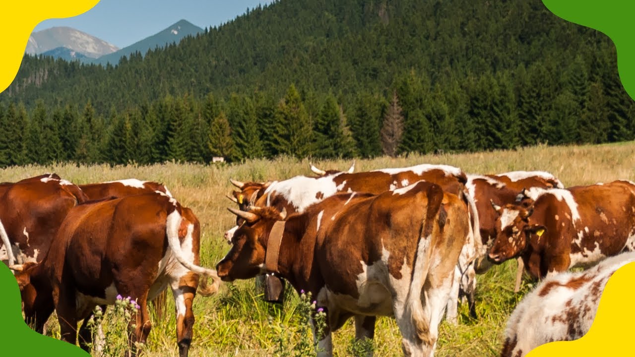 COWS IN THE PASTURE GRAZING AND CHILLING | Cow Video