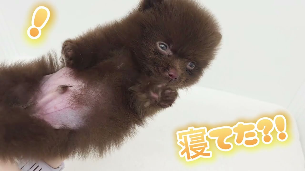 ポメラニアン 】チョコレートカラーの天才！激レアわんこ登場