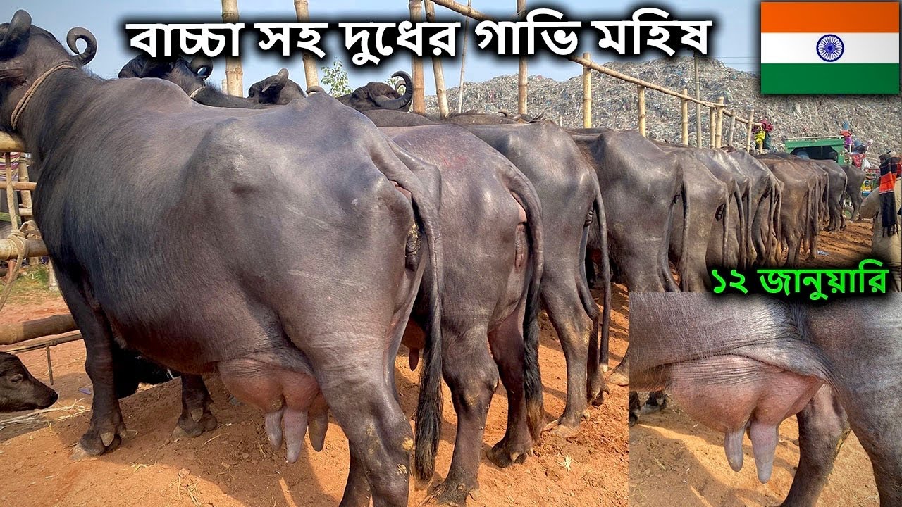 আজ ১২ জানুয়ারী রবিবার | বাচ্চা সহ গাভি মহিষের বাজার দর