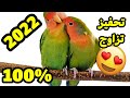 تحفيز الفيشر أو الروز على التزاوج بعد سماع هذا صوت مجرب و فعال 100%