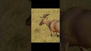 Animals Starting With H| Learn Animal Words That Start With Letters H #animals