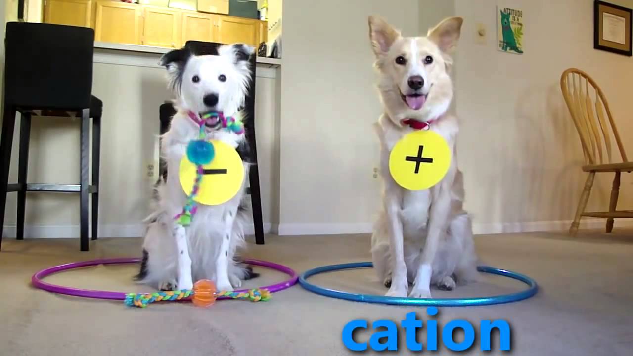 Dogs Teaching Chemistry Chemical Bonds YouTube