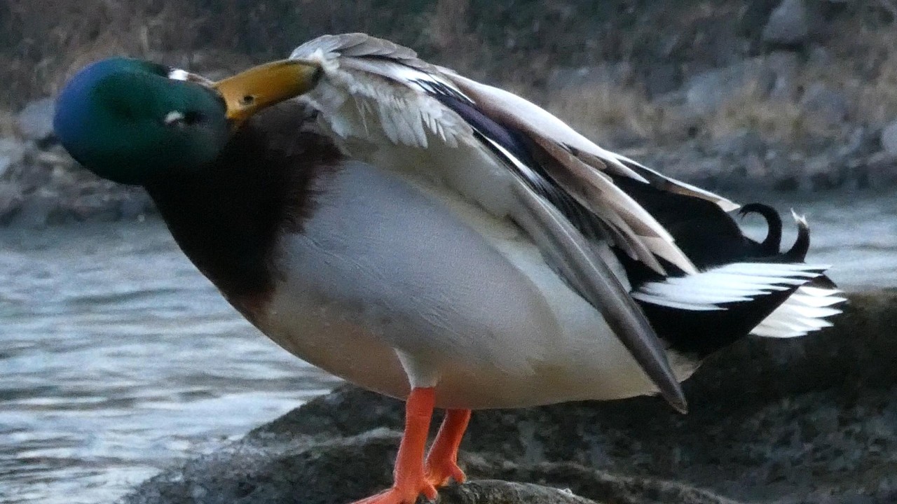 Mallard Duck Drake (curl with unusual white tip) lets us witness his morning routine (4K low light)