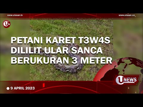 PETANI KARET T3W4S DILILIT ULAR SANCA BERUKURAN 3 METER | U-NEWS