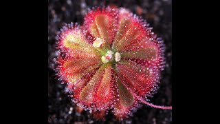 Drosera Spatulata