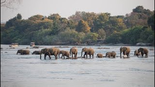 Elephant River Cross The Wild Hub