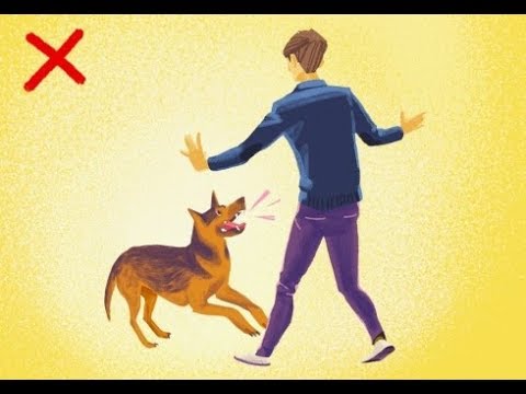 فيديو: كيفية تعليم أوامر الكلب - 