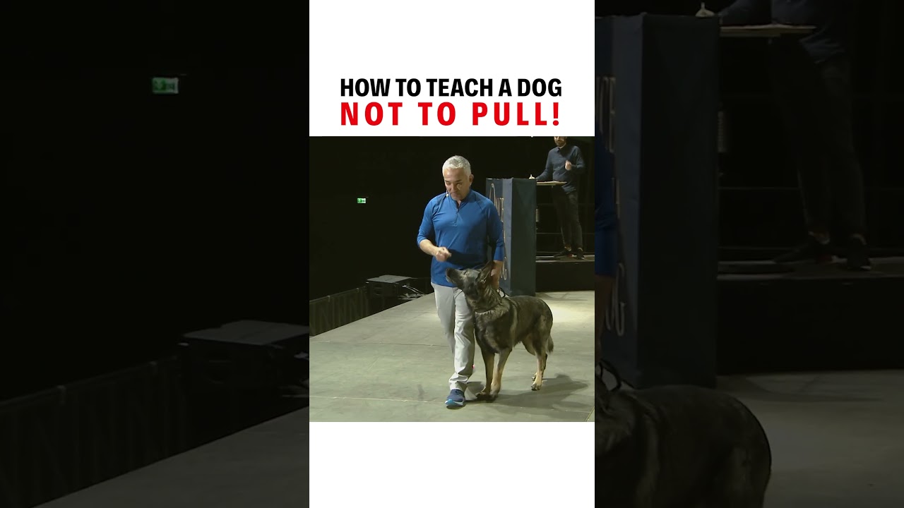 How do you teach your dog to not pull on the leash? Watch to find out! 