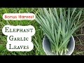 How to use elephant garlic leaves How to use elephant garlic leaves