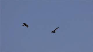 Booted Eagle migration