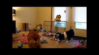 Corgi Easter Egg Hunt