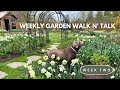 Weekly garden tour  daffodil meadow raised bed garden redesign cottage garden in early spring