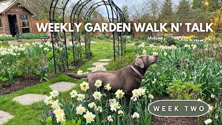 Weekly Garden Tour \/ Daffodil Meadow, Raised Bed Garden Redesign, Cottage Garden in Early Spring