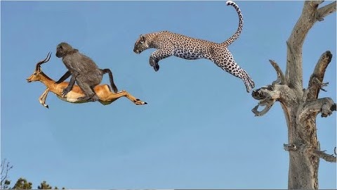 Brave Baboons Save Impala From Cheetah in an Epic battle  | Baboon vs Cheetah