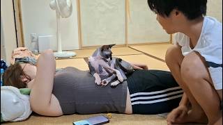 ママのお腹の上を死守!子供にも咬みつくイカレ猫!