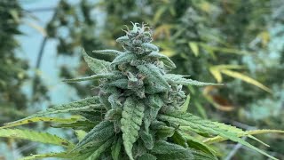 Outdoor cannabis grow full season 2026