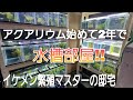 アクアリウム始めて2年で水槽部屋⁉ イケメン繫殖マスターの邸宅‼ aquarium アクアリウム 淡水魚 アロワナ グッピー メダカ