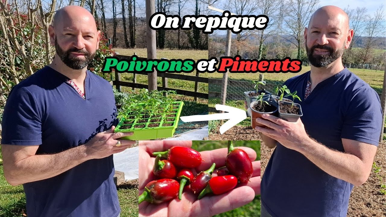 poivrons semis - Présentation vidéo