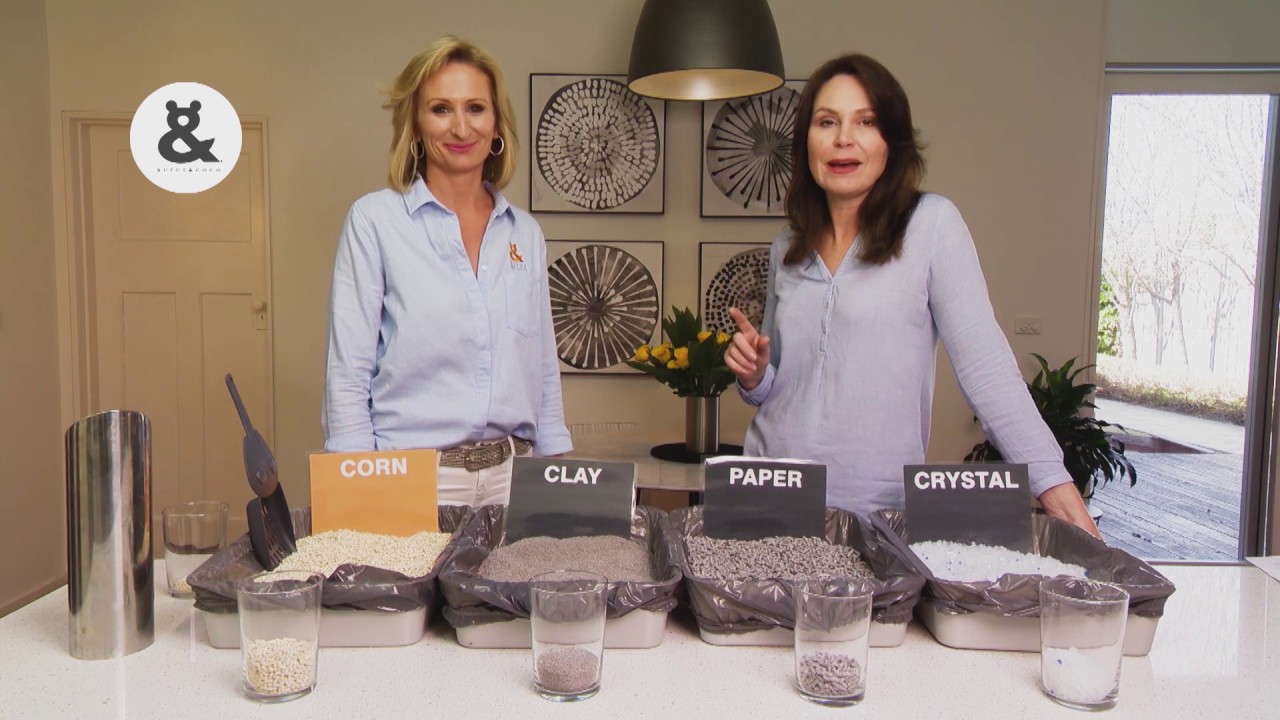 Eco-friendly kitty litter | S3 Ep 8 | Pooches at Play