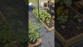How To Create Mulch For Free! #gardening #shorts #shortsfeed #diy #garden #free