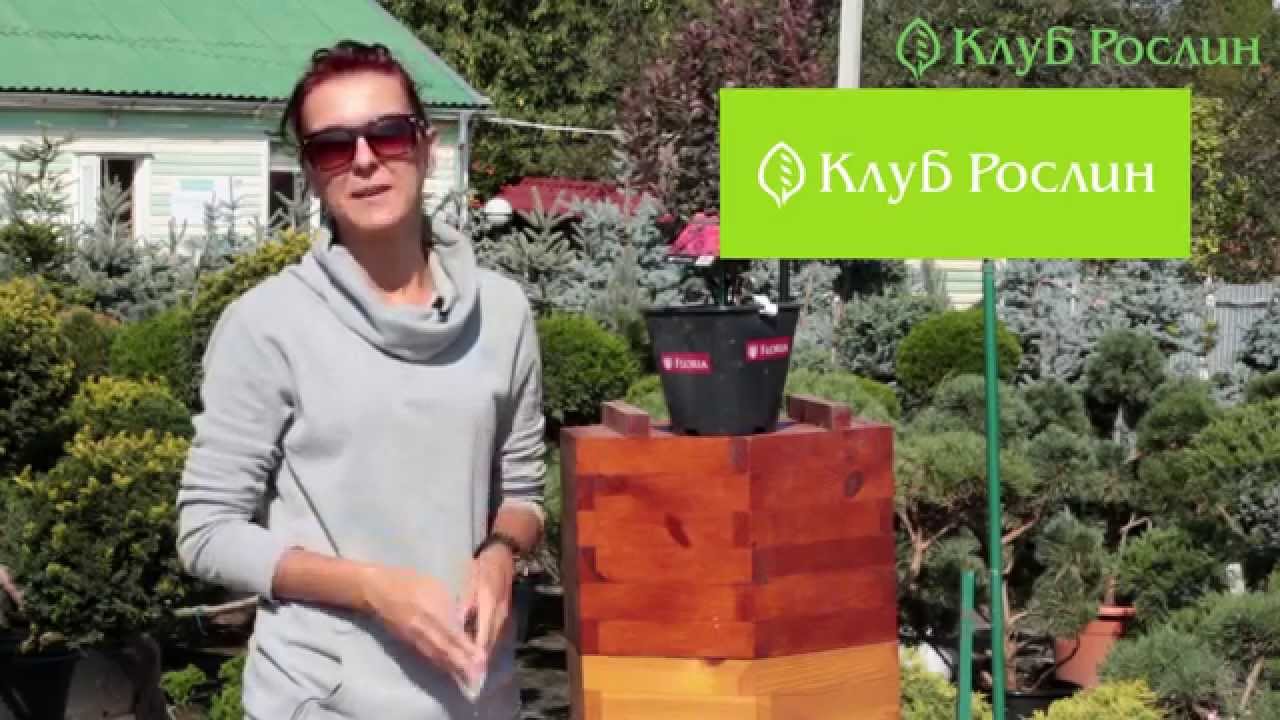 Випуск 120. Барбарис Тунберга Red Pillar