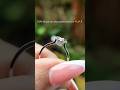 Comment 'Solitaire' for the link 🤭💝✨ #21dayschallange #smallbusiness #gift #ring #shortvideo #viral