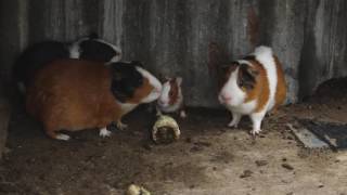 DAIRY GOAT FARMING IN KENYA