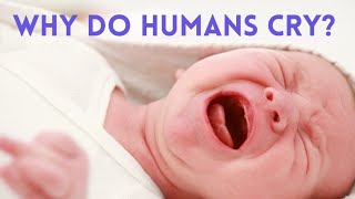 Why Do We Cry? The Three Types Of Tears Facts And Details