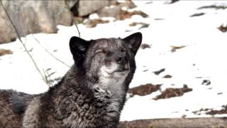 WOLF - Remembering Drake