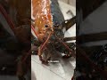 Ultra rare half-n-half lobster caught
