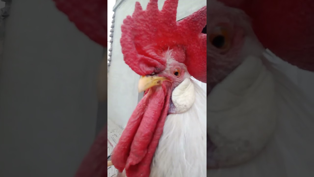 Rooster Sounds 🐓 Rooster Mating 😘 Good Morning Hen Rooster sounds 🐔 Hen Laying Eeg 🤪