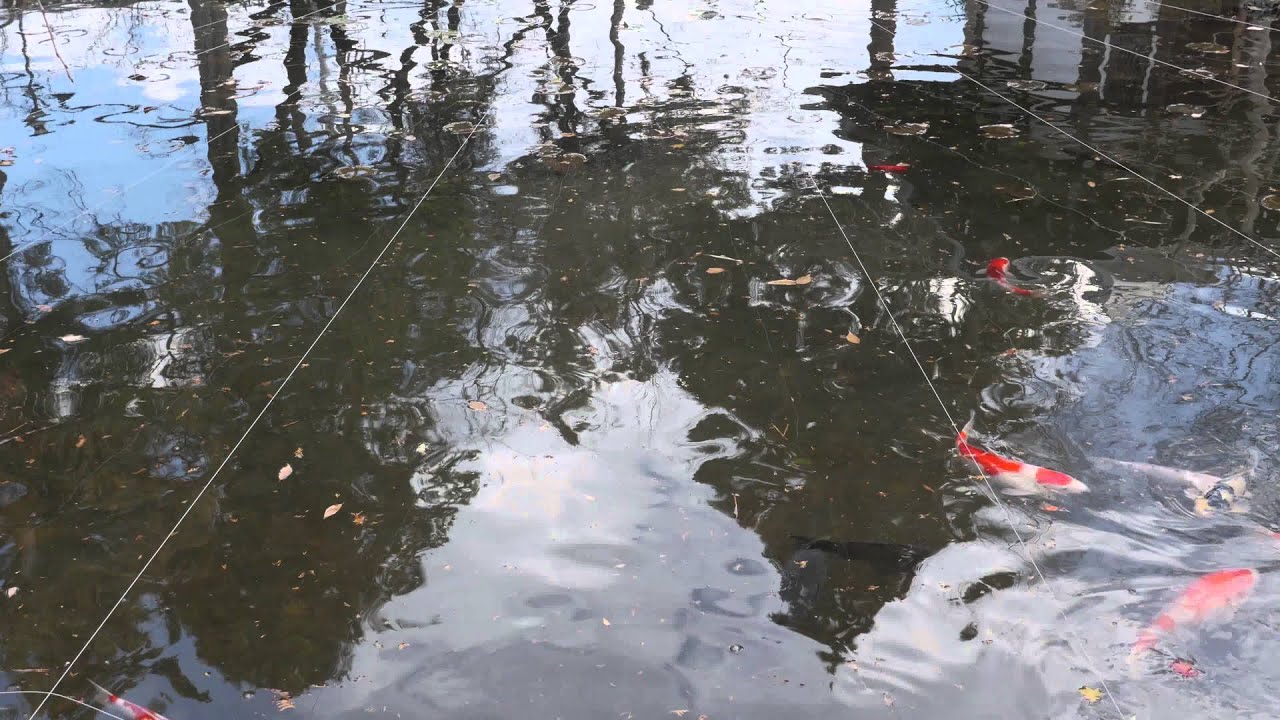 How Polarizer affects reflections and allows to look through / Как поляризатор влияет на воду