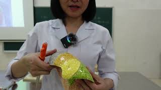 Respiratory System Lesson 5: Lung Anatomy