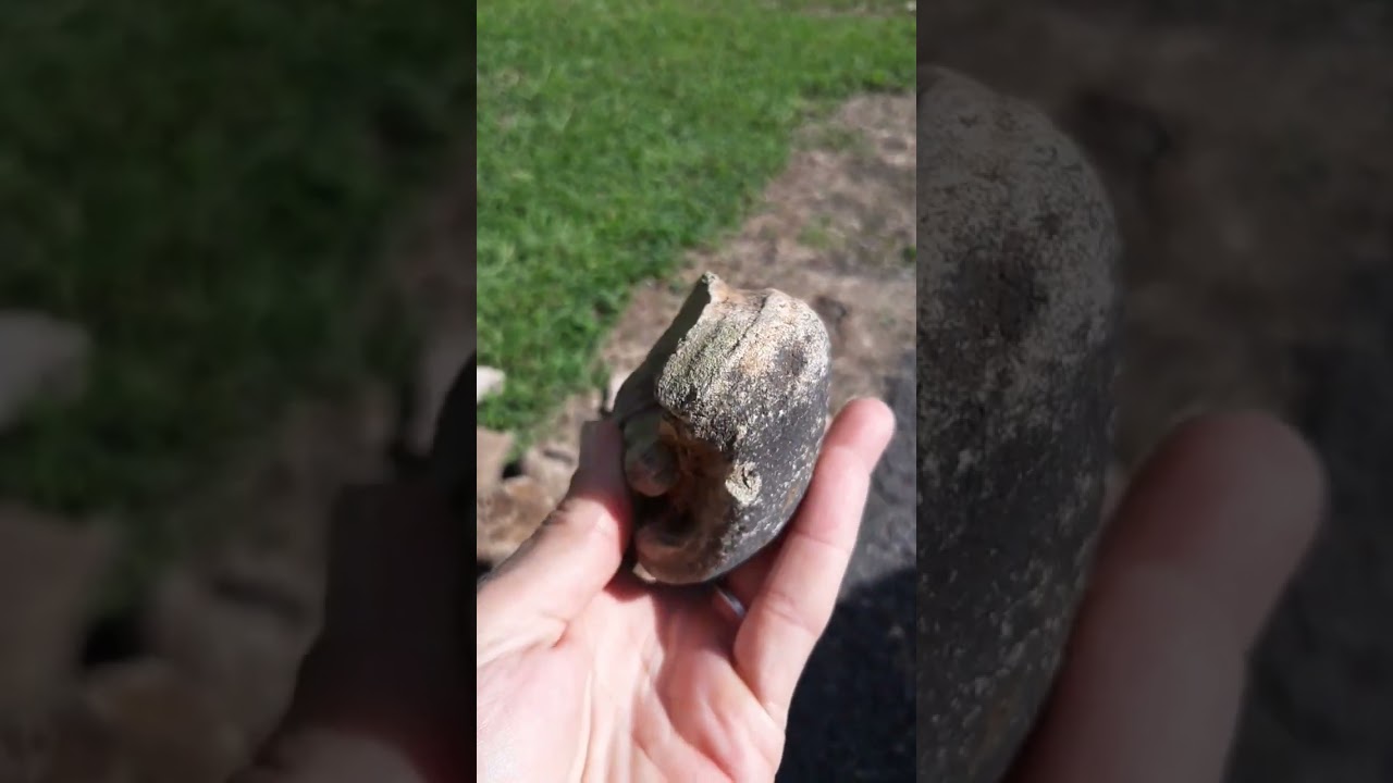 Fossil? or Concretion?