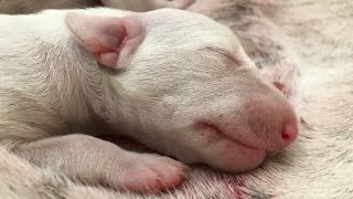 4 days old- Mudhol Hound Litter Announcement 2023 by Vachan N C 786 views 1 year ago 5 minutes, 31 seconds