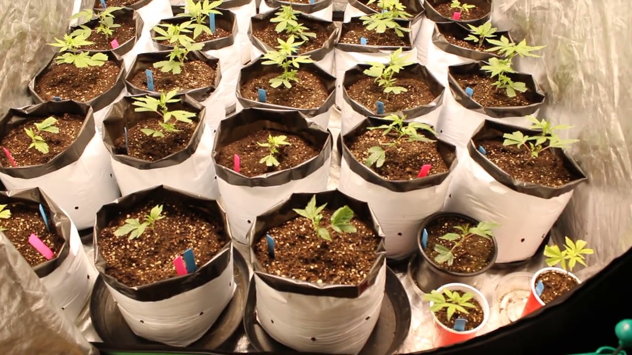 Glitter-Bomb & Grapes and Cream  16 days in flower Update