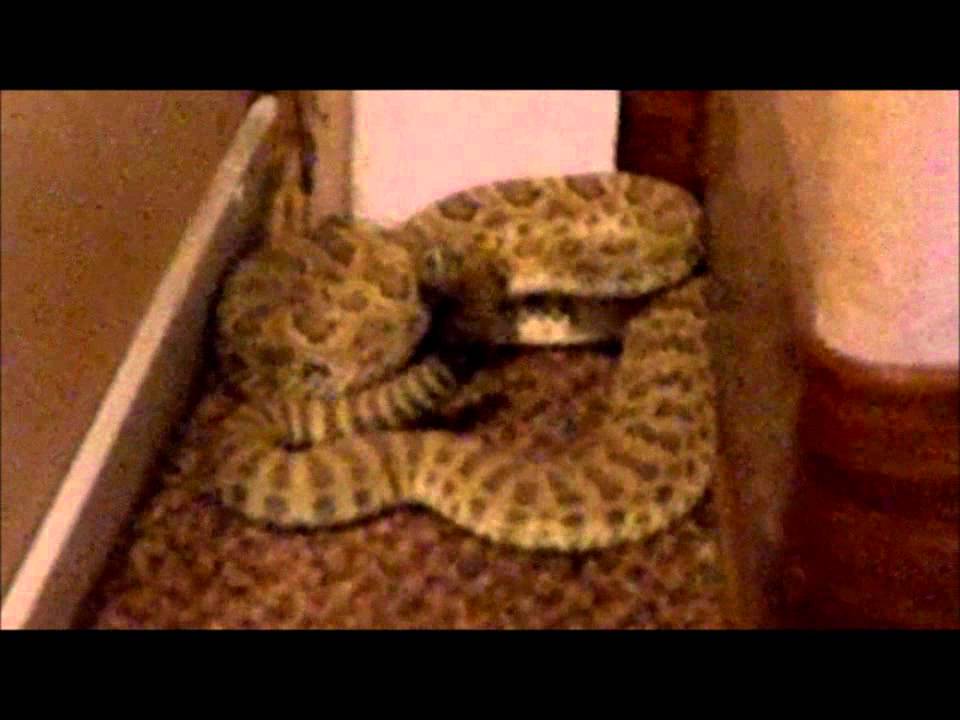 Rattlesnake INSIDE the Stone House Deli in Benkelman, NE YouTube