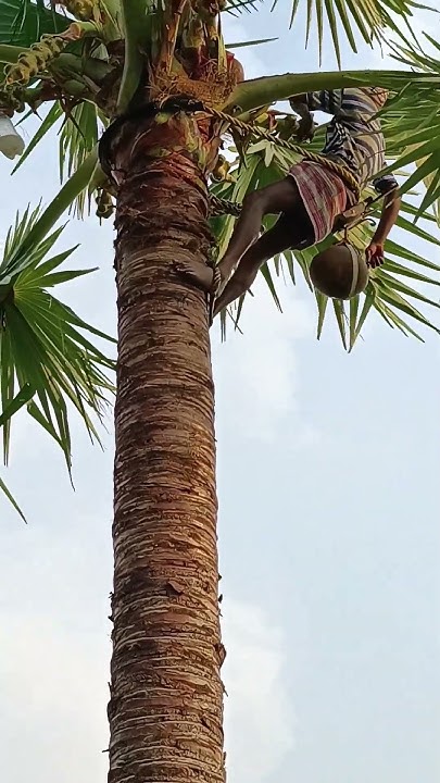 natural-palm-wine-prfoodvlogs-kabitaskitchen