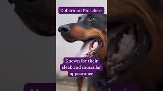 Dog Facts Series  The stunning Doberman Pinscher #doglover #dog #dogsareawesome #doberman