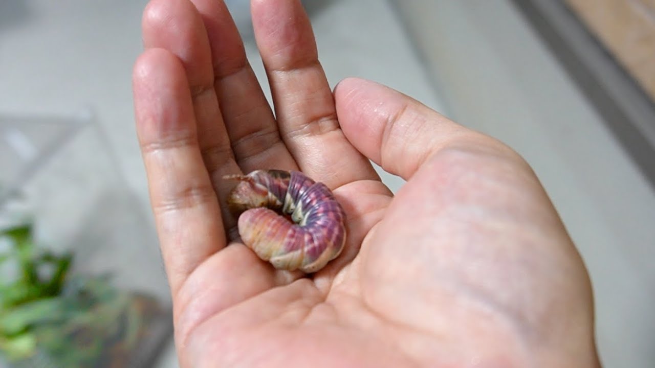 変なイモムシを8ヶ月飼育してみたら…