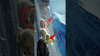 Snow Leopard’s Deadly Hunt on the Edge🐆❄️ #snowleopard #wildlife #nature #predator #shorts #trending