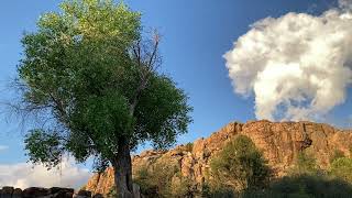 A Short Look at Nature's Art