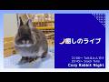 【癒しライブ】うさぎのウルフねむねむ定点 🌙 まったり夜時間|Cozy Rabbit Night
