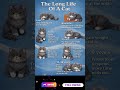 The Long Life of A Cat #petcare #cat #petcareprovider #catfacts #cutecat #usashorts