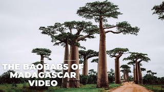 The Baobabs Of Madagascar Video