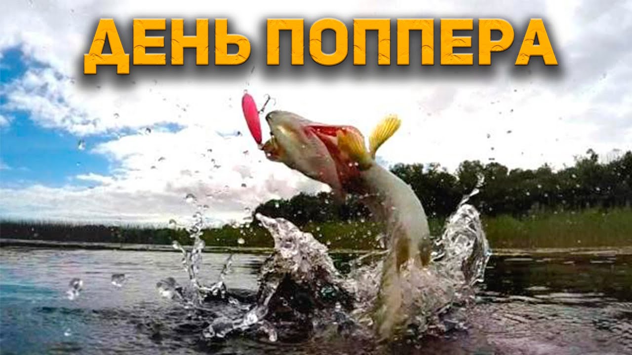 САМЫЕ ЗРЕЛИЩНЫЕ ПОКЛЕВКИ на поппер. Ловля щуки и окуня на спиннинг ...