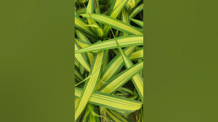 Unique Indoor Plant🪴 #shorts